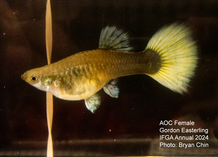 Female guppy aoc